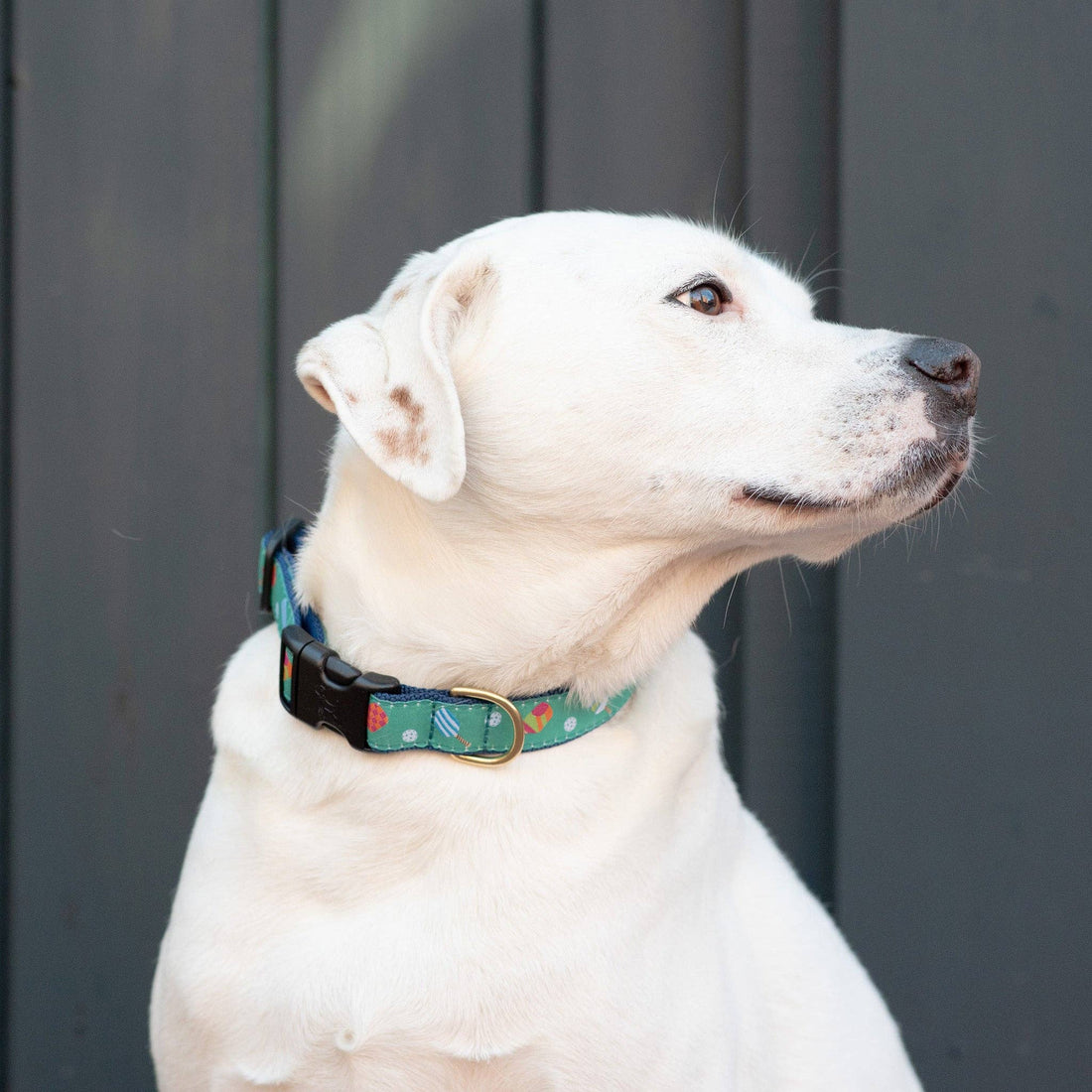 Pickleball Lover Dog Collar