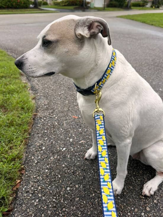 Make Lemonade Dog Lead