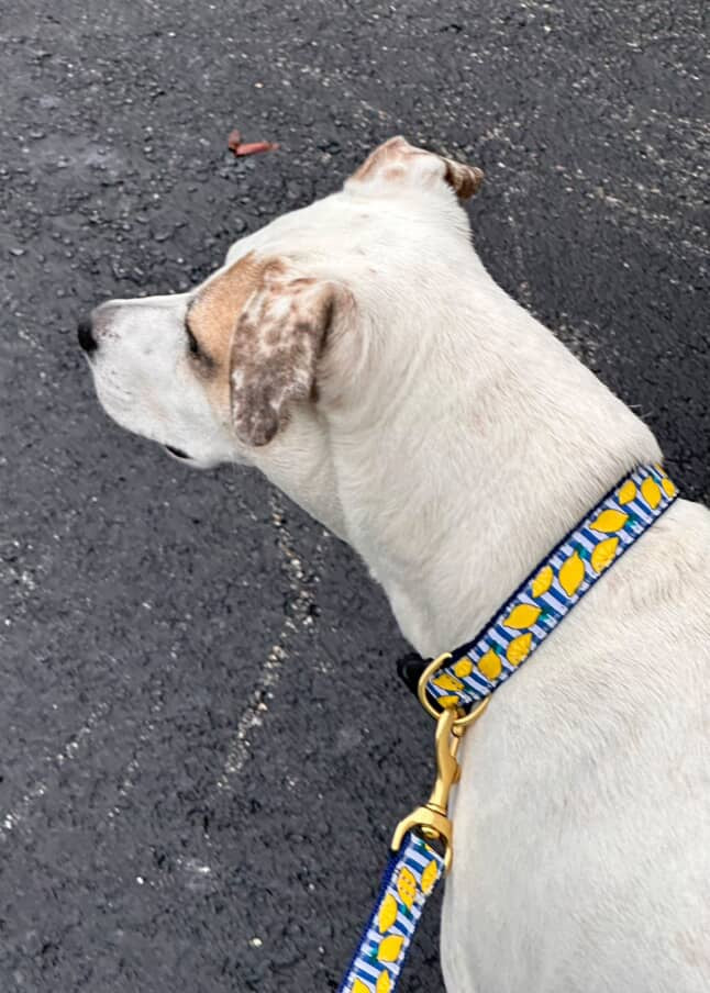Make Lemonade Dog Collar