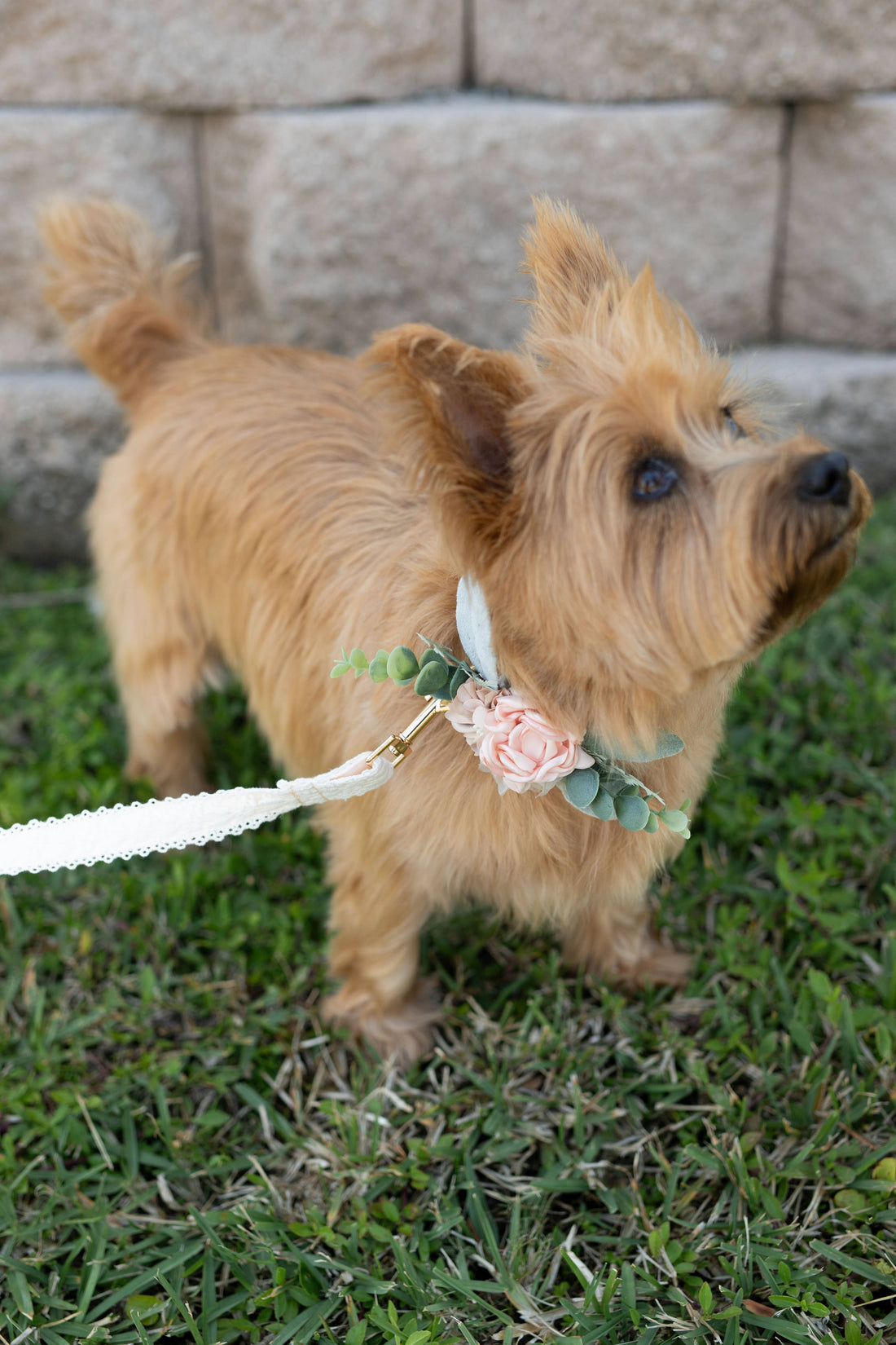Floral Decor for Dog Collar | Ring Bearer Dog