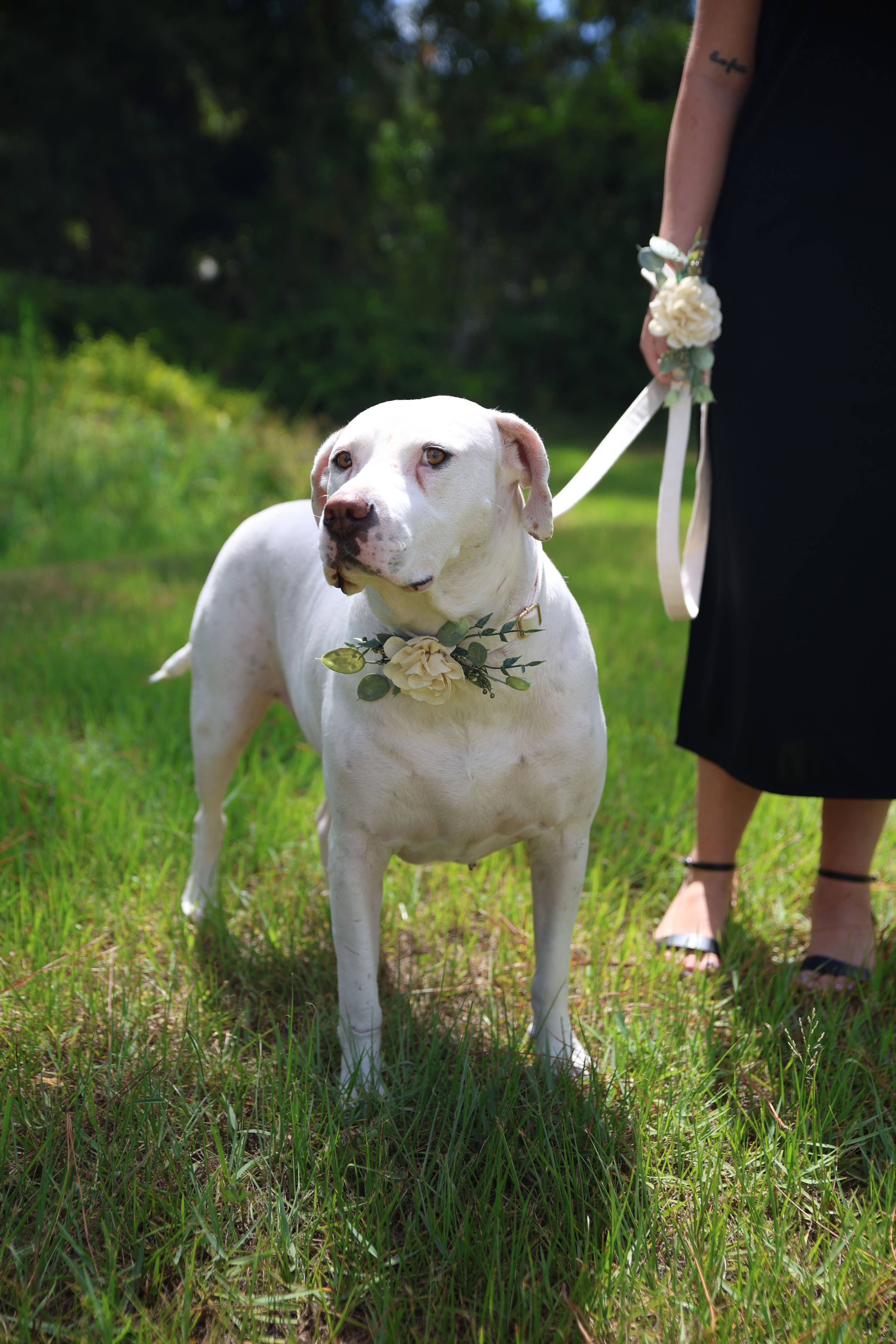 Floral Decor for Dog Wedding Collar | Ring Bearer Dog