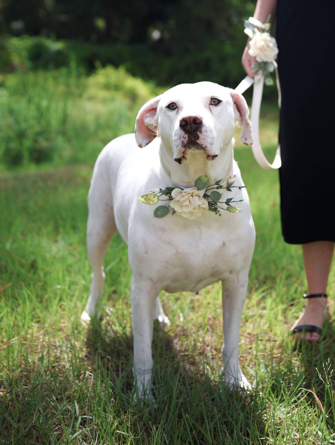 Floral Decor for Dog Wedding Collar | Ring Bearer Dog
