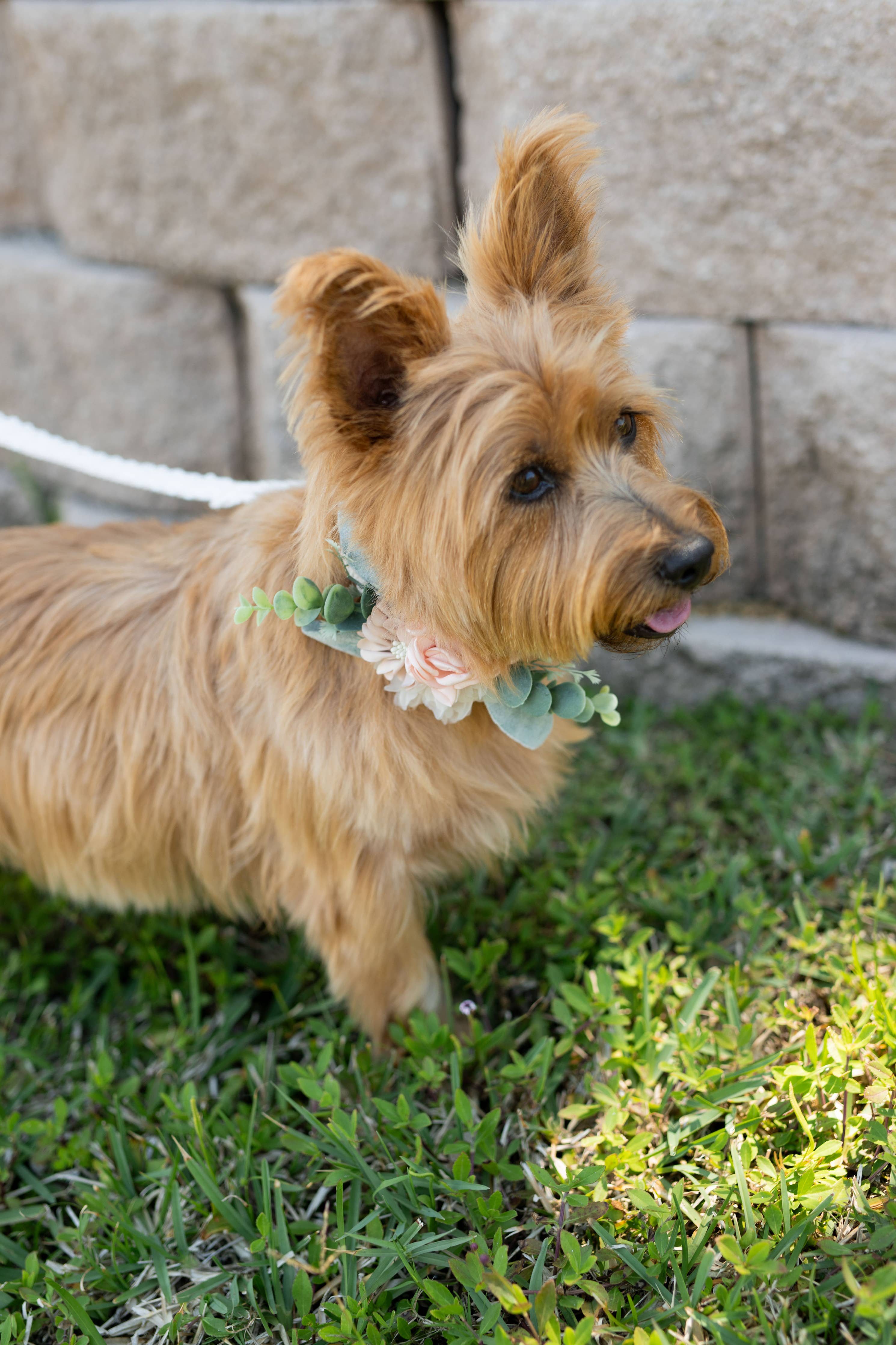 Floral Decor for Dog Collar | Ring Bearer Dog