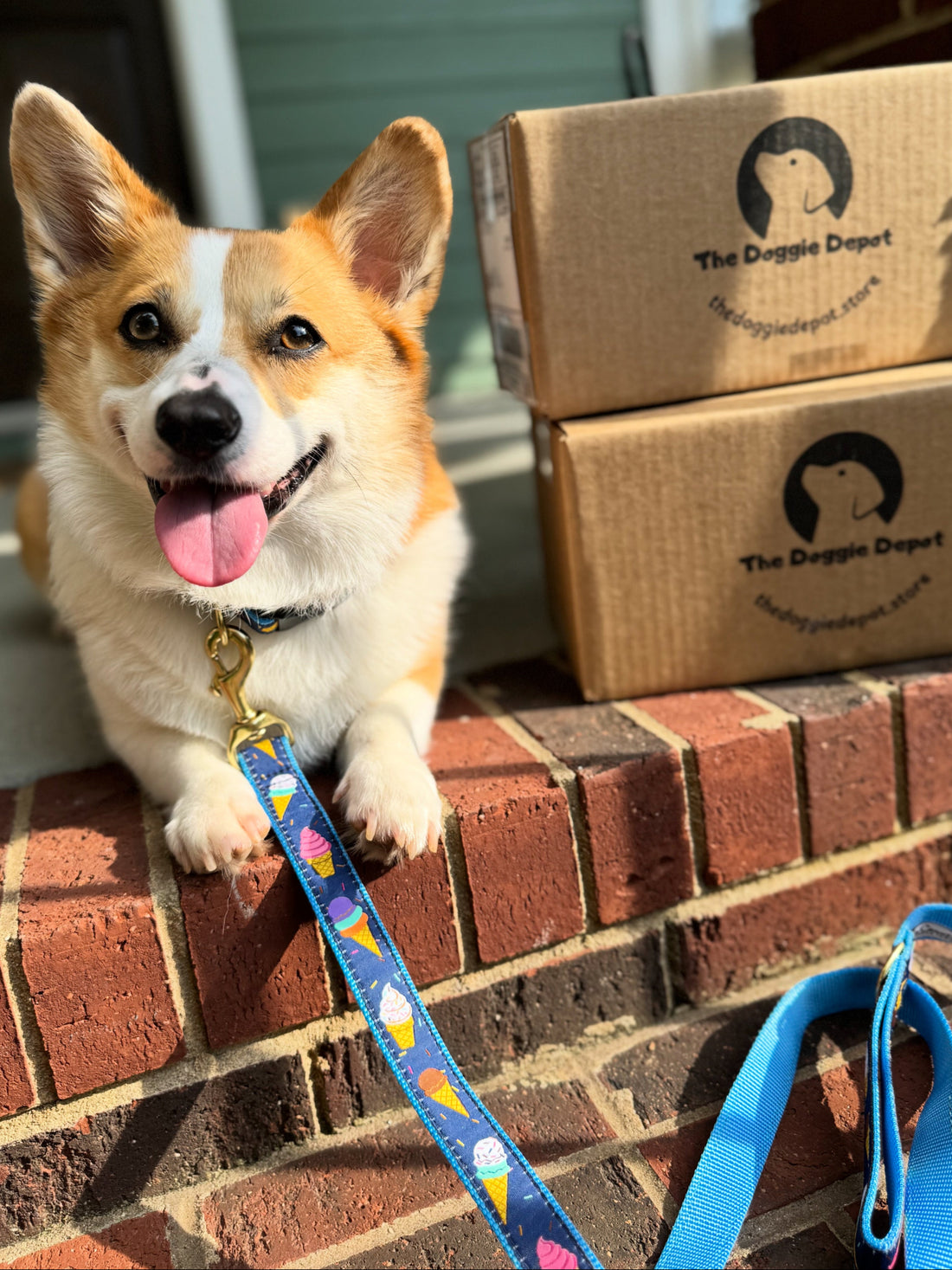Gelato Dog Lead