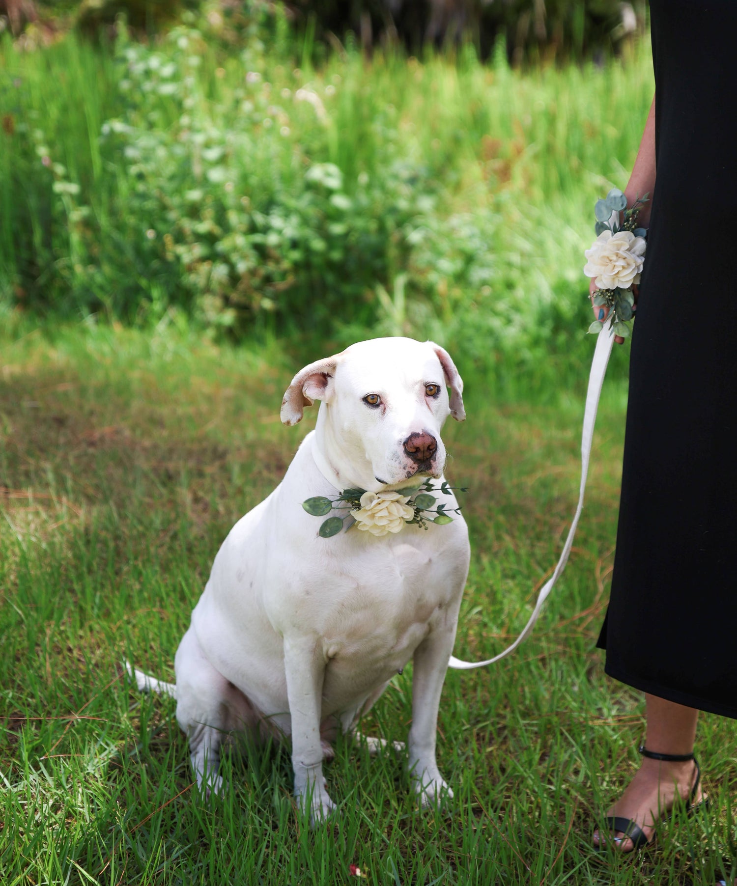 Floral Decor for Dog Wedding Collar | Ring Bearer Dog