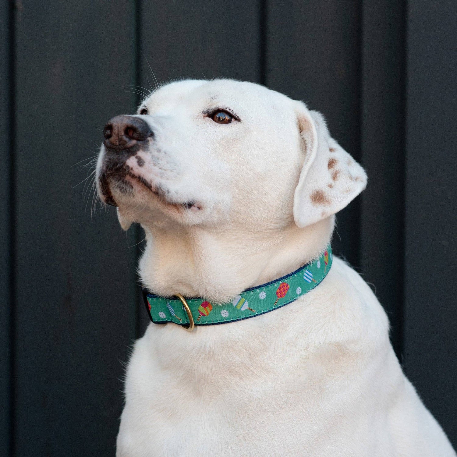 Pickleball Lover Dog Collar
